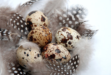 Osternest