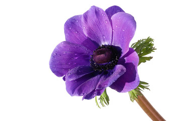 Purple anemone flower isolated on white background