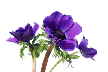 Naklejka premium Purple anemone flower isolated on white background