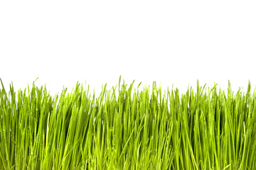 Green Grass