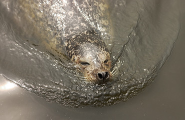 swimming seal