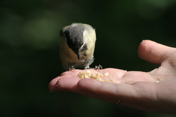 The titmouse eats nuts on a hand