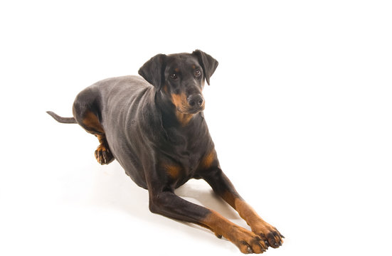 Relaxed Doberman 