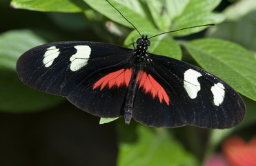 Fototapeta na wymiar Piano Key Butterfly-Heliconius melpomene