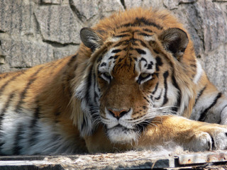A thoughtful tiger rests