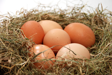 Nest mit Eiern