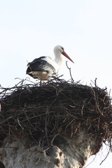 Une cigogne dans son nid - Parc de l'Orangerie (Strasbourg)