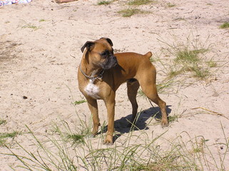 Boxer, boxer dog