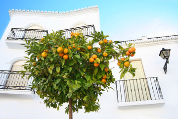 Fresh Oranges a hand pick away © Sue Colvil