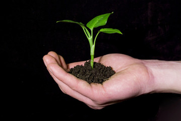 plant in hand