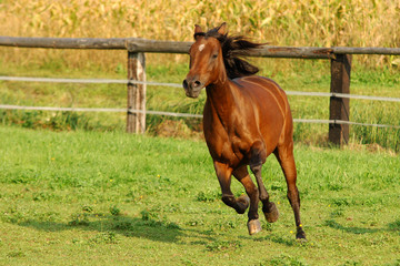 Obraz premium Araber auf Weide 2