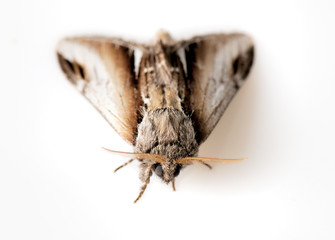 moth