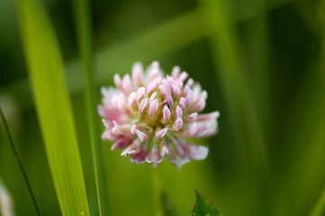 pink clover