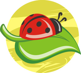 ladybug on the leave