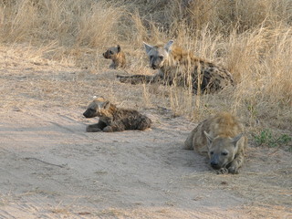 hyenes