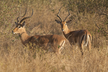Naklejka na ściany i meble Impala rams on alert in typical bushveld