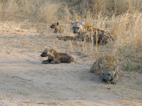 hyenes