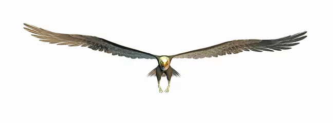 Foto auf Acrylglas Adler fliegender Adler
