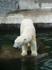 Polar bear at water