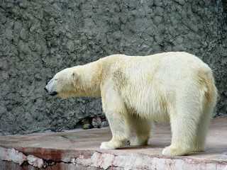 Polar bear at profile
