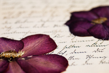 gepresste Blüte auf alter Schrift
