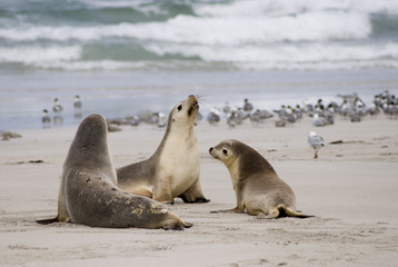 Fototapeta premium Seelöwen auf Kangaroo Island, Australien