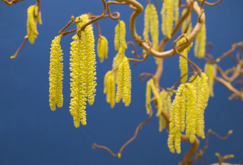 Hazel Contorta Catkin Stage
