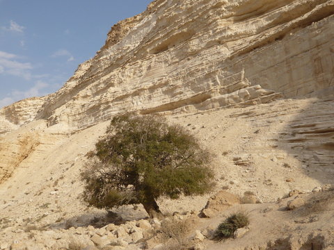 Lonely tree in Negev desert
