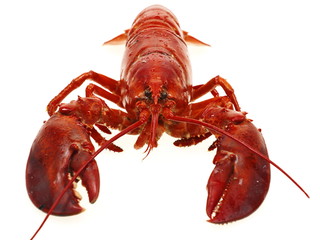 gekochten hummer