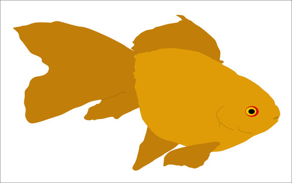 Pez de acuario