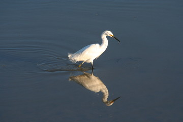 White heron in water