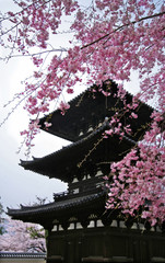 Cherry blossom and pagoda in spring, Nara, Japan