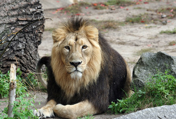 Noble Lion portrait