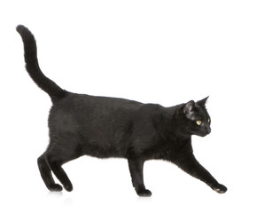 Black cat