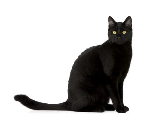 Obraz premium Black cat