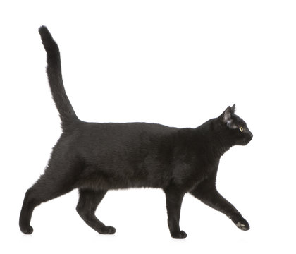 Black cat