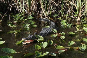 Gator Evergaldes