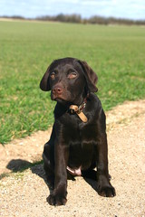 Chocolate Labrador Puppy in the English Countryside