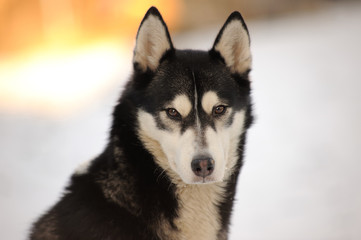 Beauty husky dog