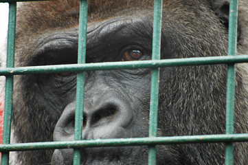 Caged Gorilla