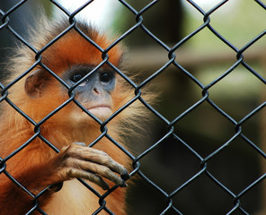 Caged Monkey