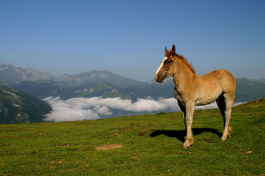 Folen