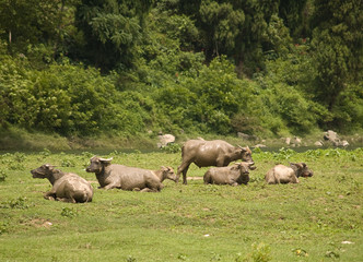 Chinese bulls near Lijiang River in Guilin, China