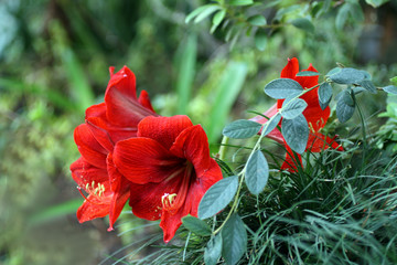 red tropical flower