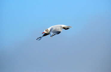 gull