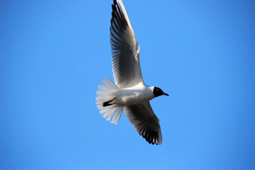 seagull