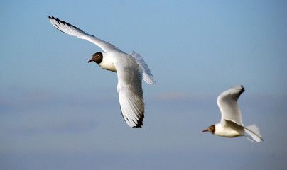 seagulls