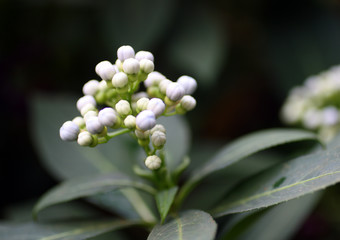 small white tropical flowers