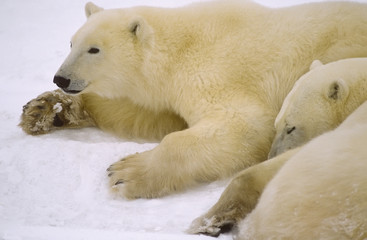 Obraz na płótnie Canvas Nied¼wied¼ polarny roczniak szczeniaki
