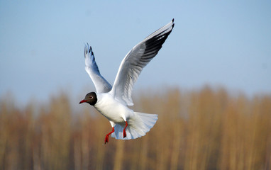gull